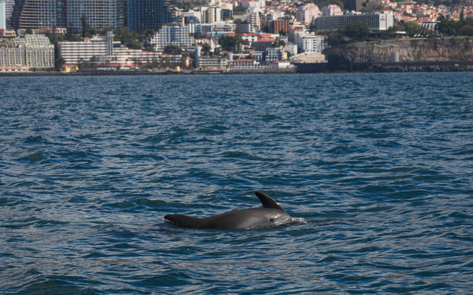 delfiny na Maderze
